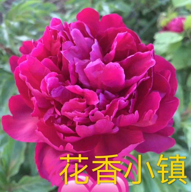 花香小镇头像