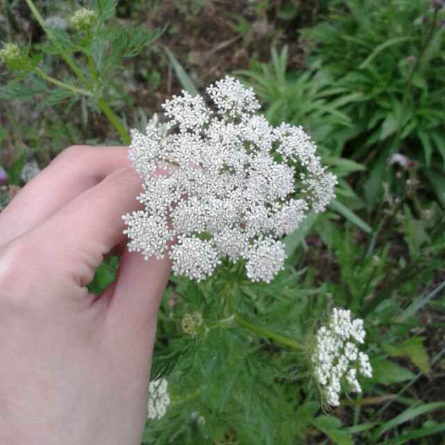 手中的一朵花頭像