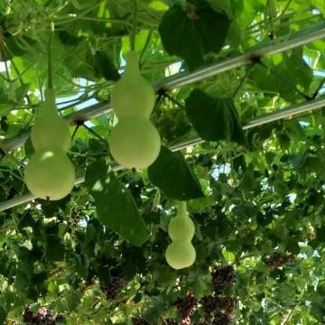 眉心春风醉888888头像