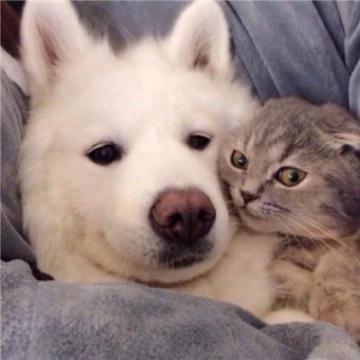 单身狗遇到流浪猫头像
