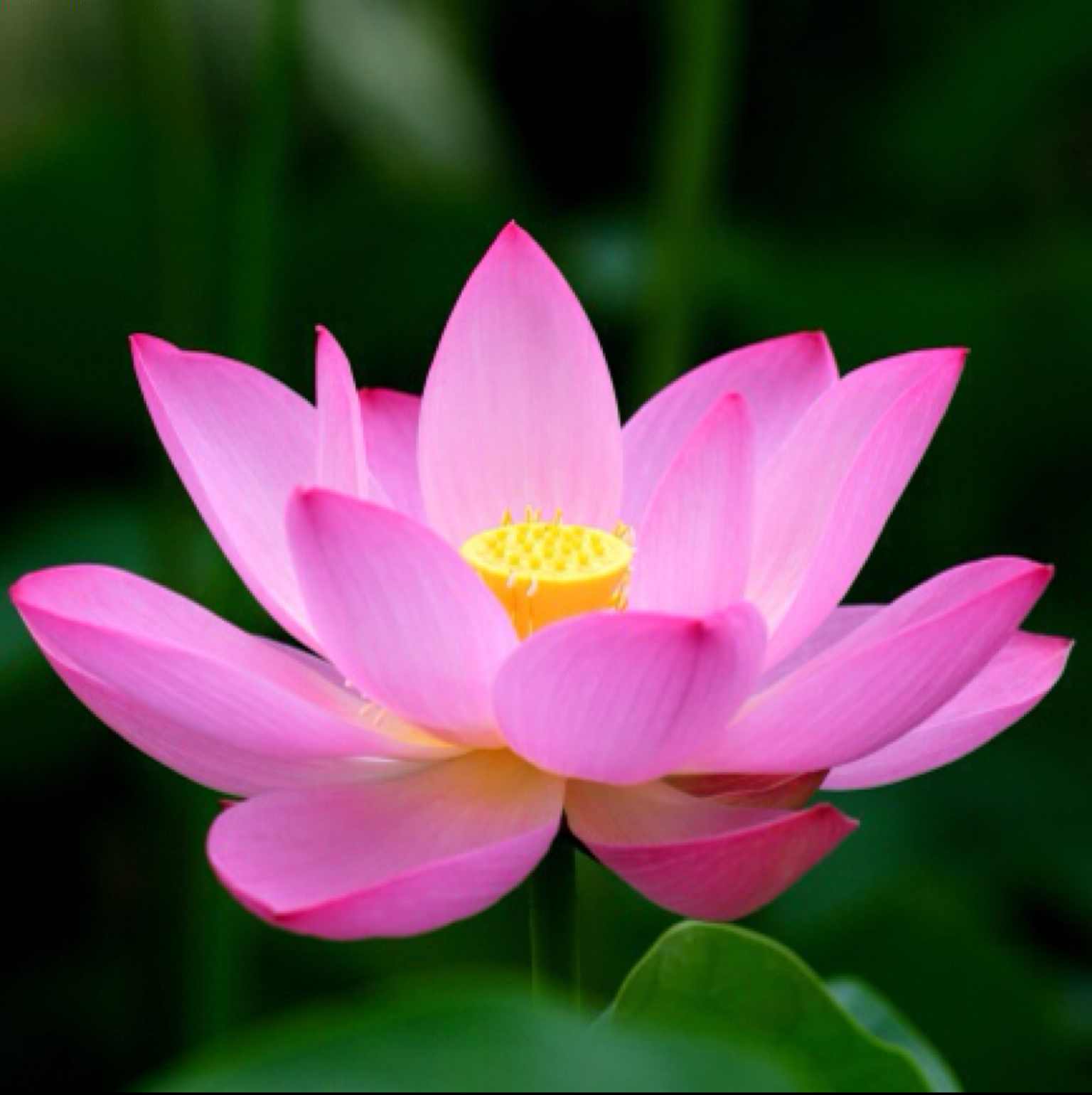 梅花香自苦寒来3631头像