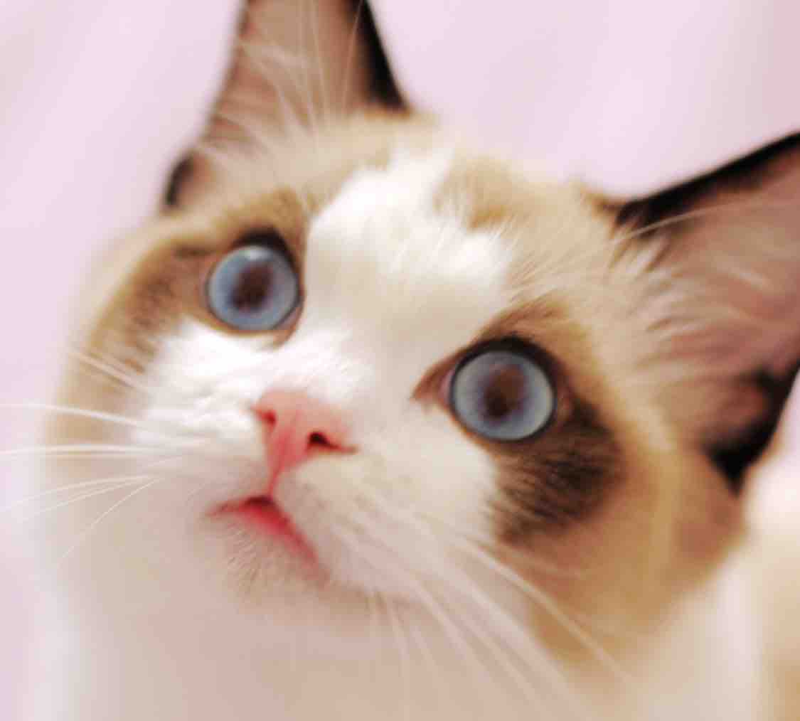 芥子园的布偶猫头像