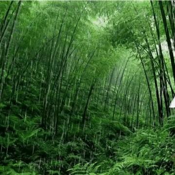 清凌雨竹92805头像