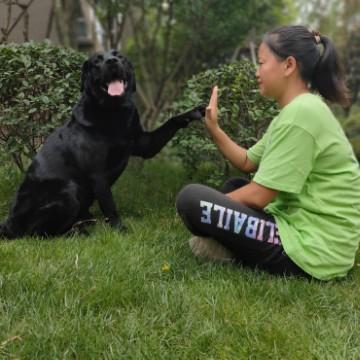 成都训犬师英子头像