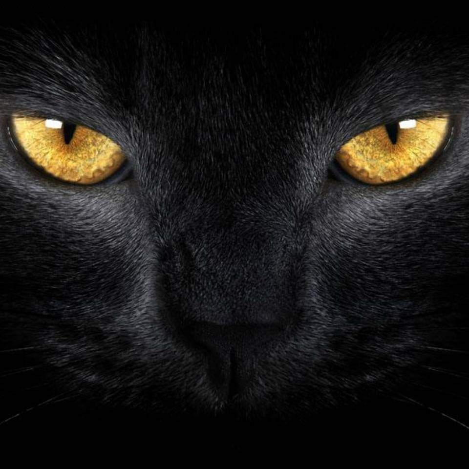 高冷孤独黑猫头像图片