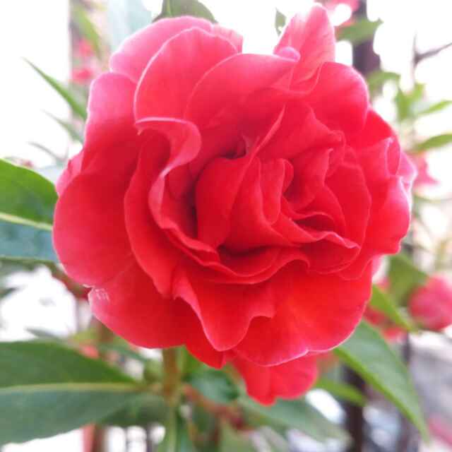 吉祥如意62283头像