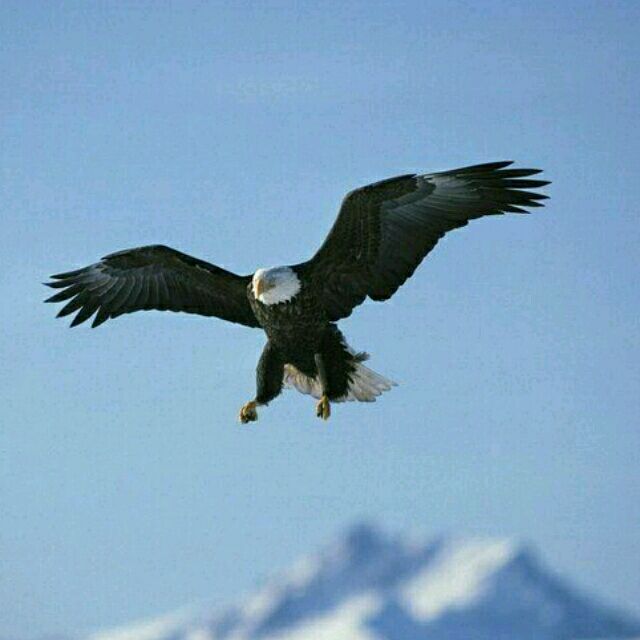 鹰击长空141193434头像