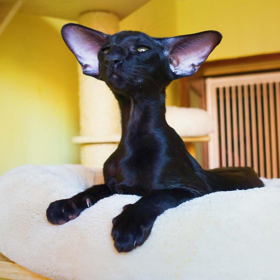 音璇东方短毛猫头像