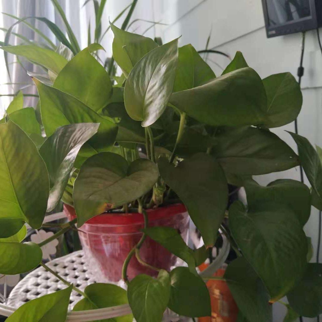 豫东花园头像