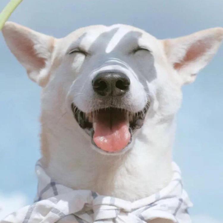 鲜视界mv的个人主页 西瓜视频