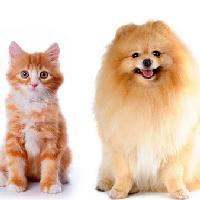 猫狗宠物大亨头像
