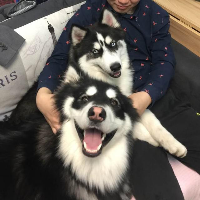 家有大汪汪头像