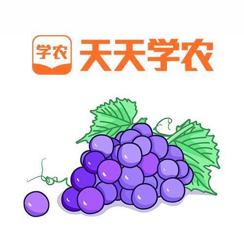 天天学农葡萄种植团队头像