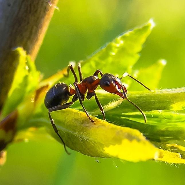 雨中的蚂蚁头像