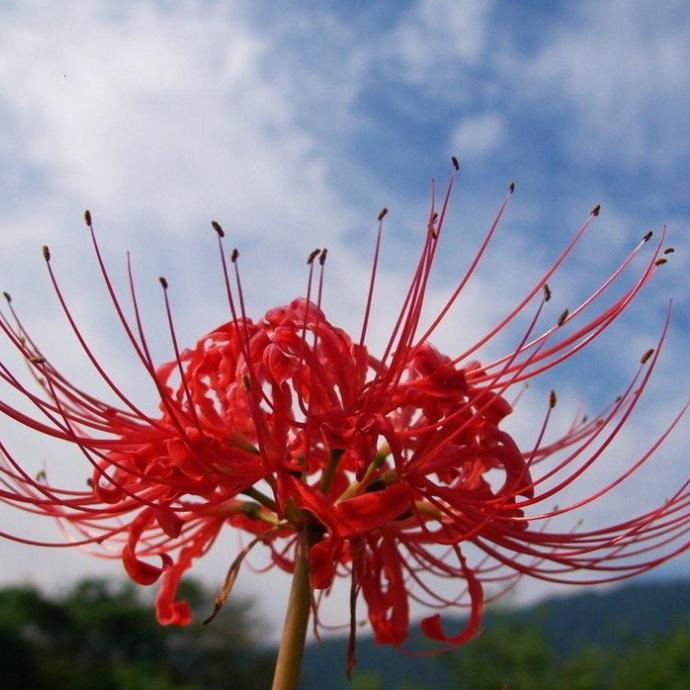 彼岸花之光头像