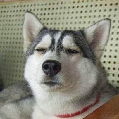 皮包骨头的狗哥头像