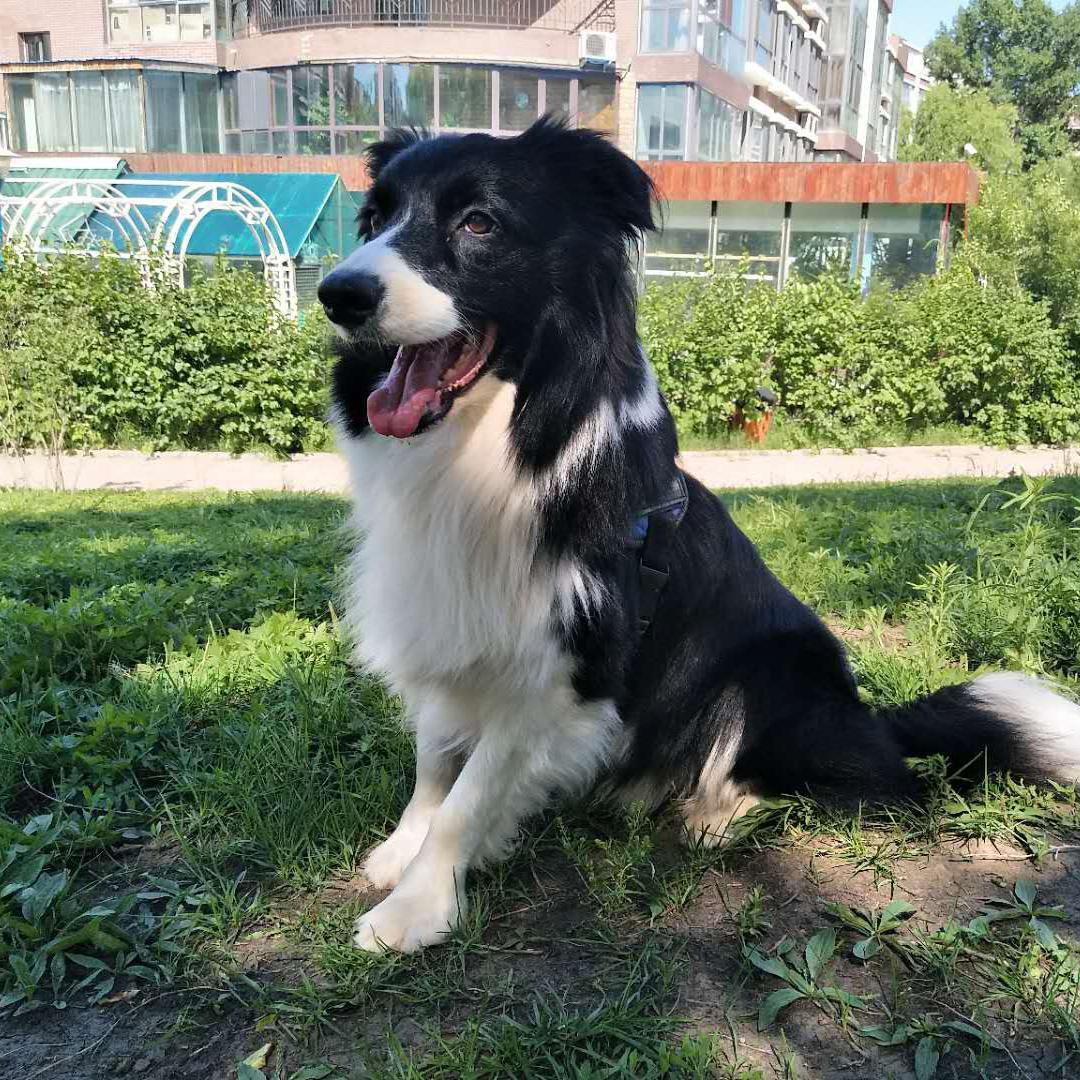 嘻嘻是只小边牧头像