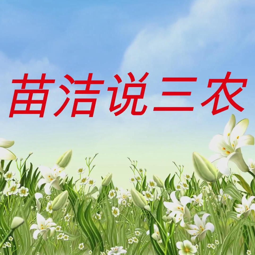 苗洁说三农头像
