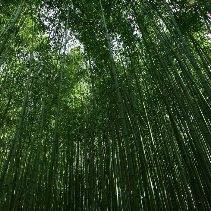 凉了夏天冰了海头像