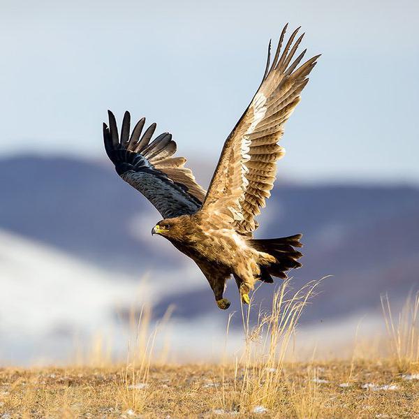 鹰击长空111121107头像