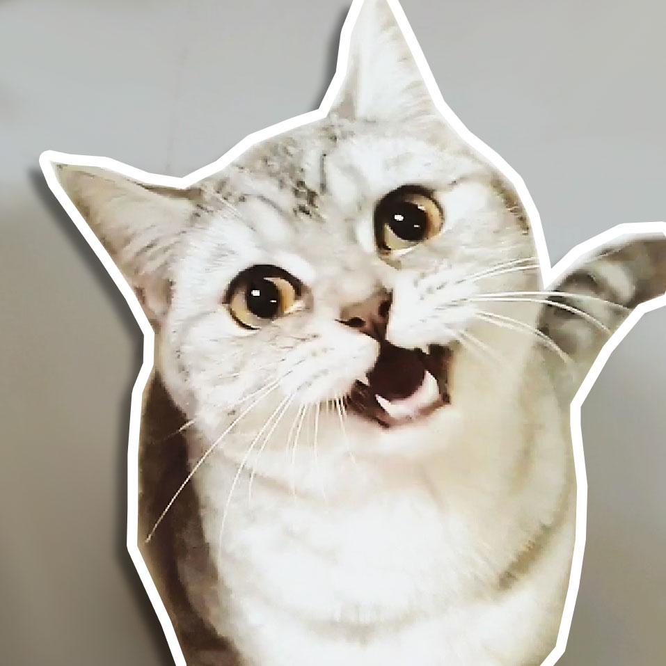 冰岛野猫研究所头像