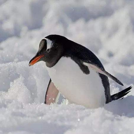 南极鹅逗乐头像