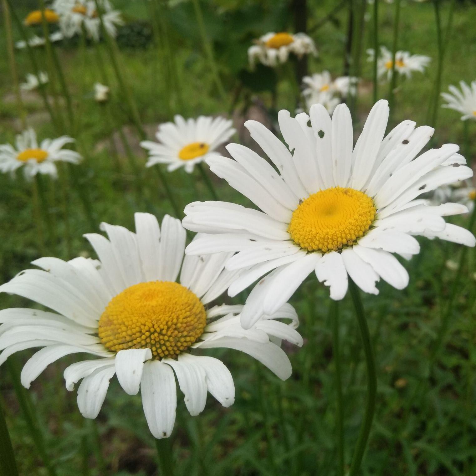 玫瑰老桩需不需要剪枝 西瓜视频