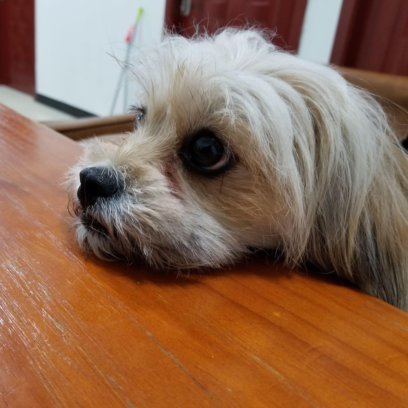 碗筷宝贝头像