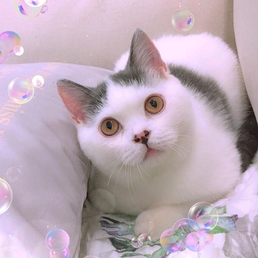 Name小咪头像