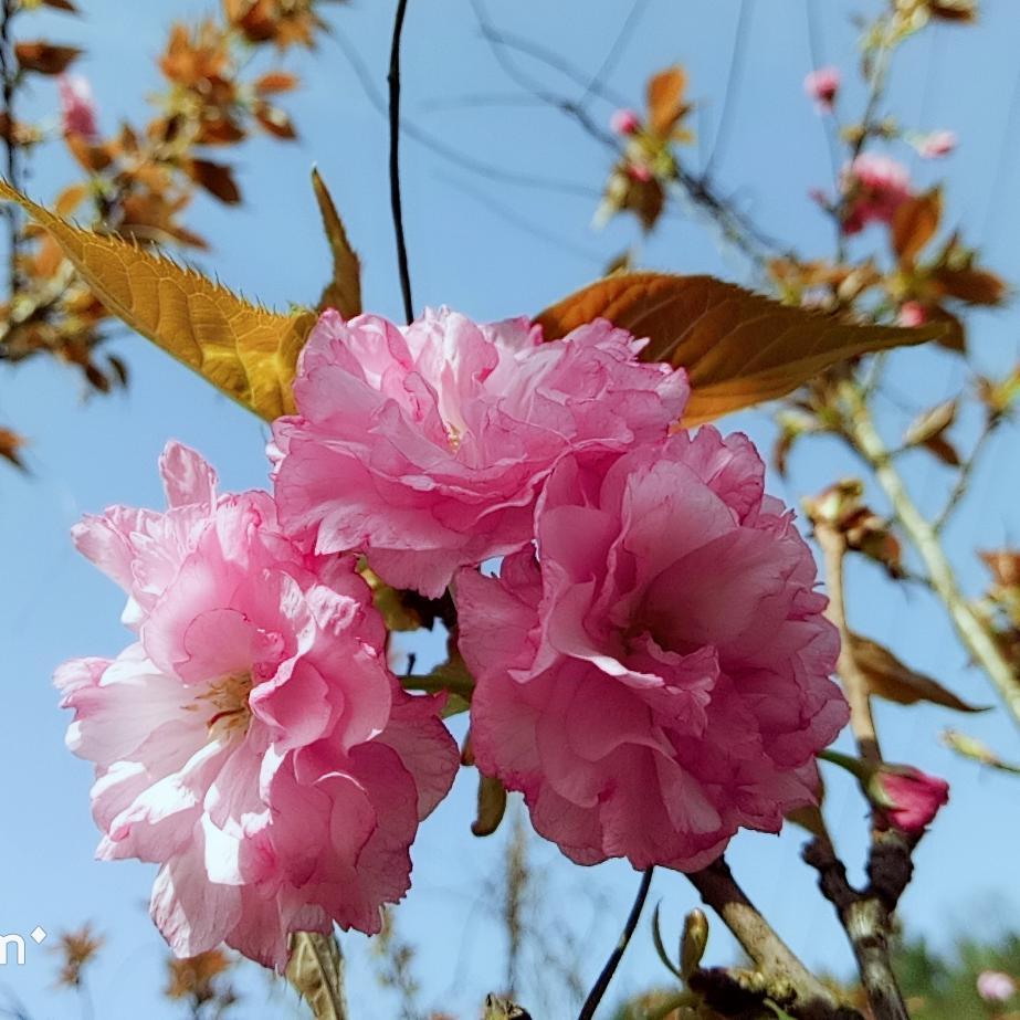 棉花糖敏3头像