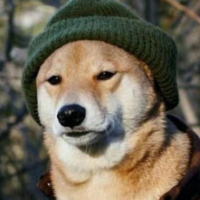 程序员养狗大叔