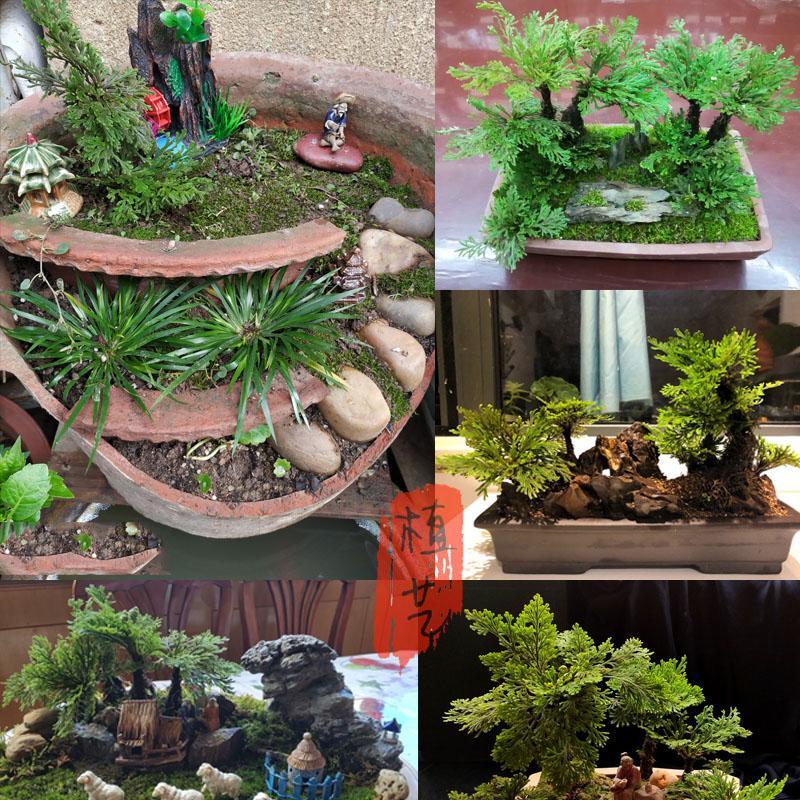 植艺匠头像