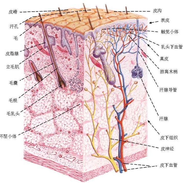 你的皮肤你的脸头像