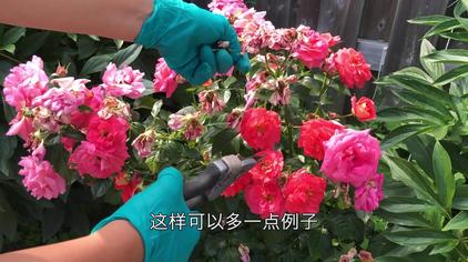玫瑰花的修剪方法 西瓜视频