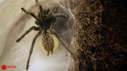 蜘蛛卵一般多久孵化 西瓜视频
