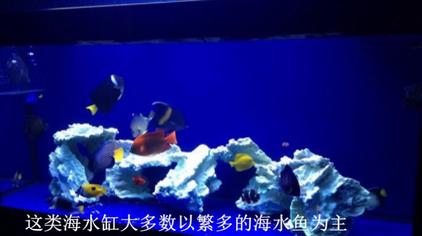 养海水鱼的海水怎么弄 西瓜视频