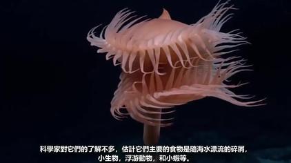 认识海洋生物大全 西瓜视频