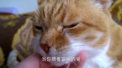 猫膀胱位置怎么摸 西瓜视频