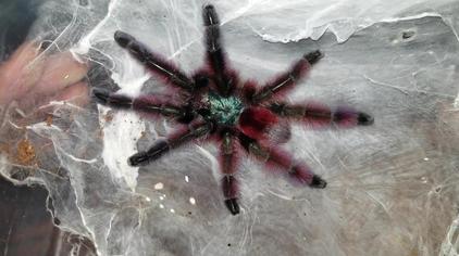 油彩粉虹指蜘蛛怎么养 西瓜视频