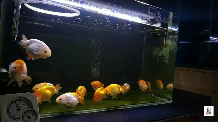 灯科鱼能和金鱼混养吗 西瓜视频