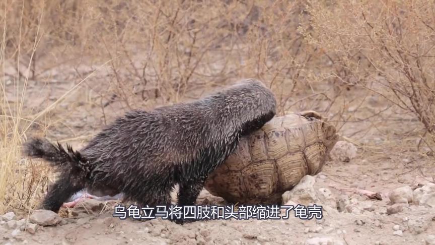 白豹龟 西瓜视频