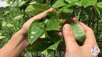 鸡屎藤种类图片 西瓜视频