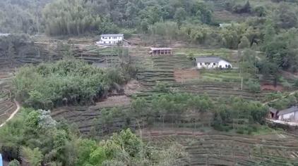 采茶情歌简谱教唱视频 西瓜视频