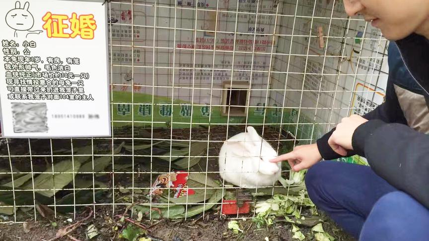 老孙聊兔子之兔奴了解一下