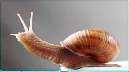 蜗牛有几只牙齿 西瓜视频