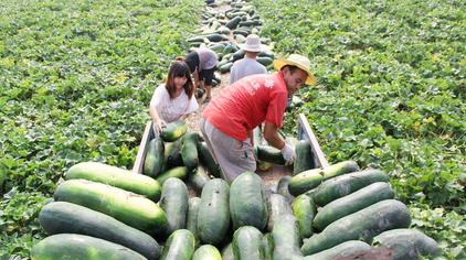 冬瓜一株可以结几个果 西瓜视频