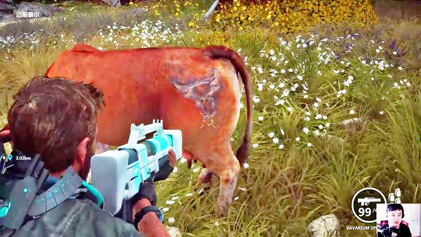 小林解说：唯一的牛王屁股上都有纹身烙印