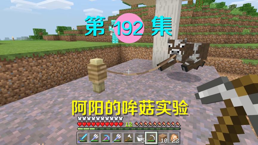 我的世界阿阳历险记192：普通牛会吃菌丝变成哞菇吗？结果很感人