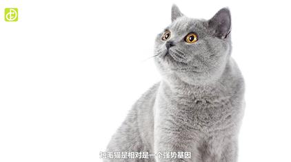 怎么判断小猫长毛短毛 西瓜视频