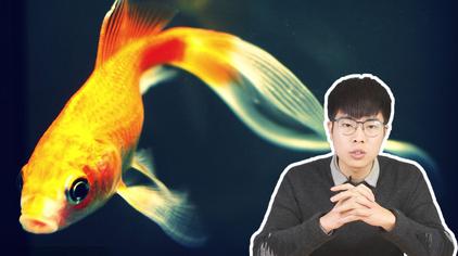 鱼鳍根部发红 西瓜视频